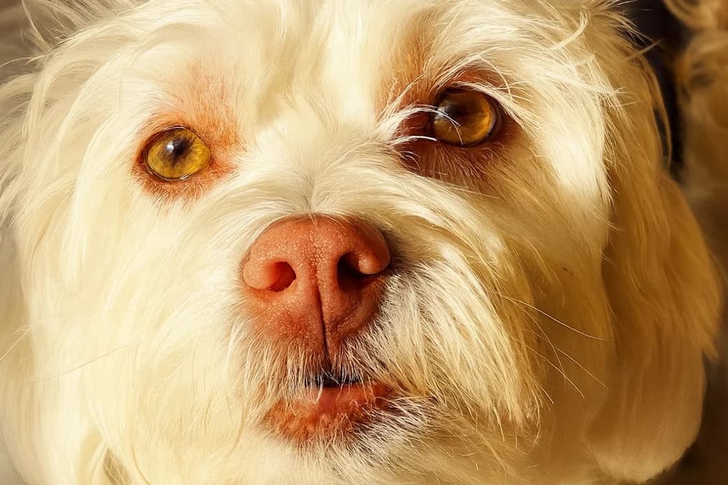 One of Ellen's friendly fluffy resident dogs